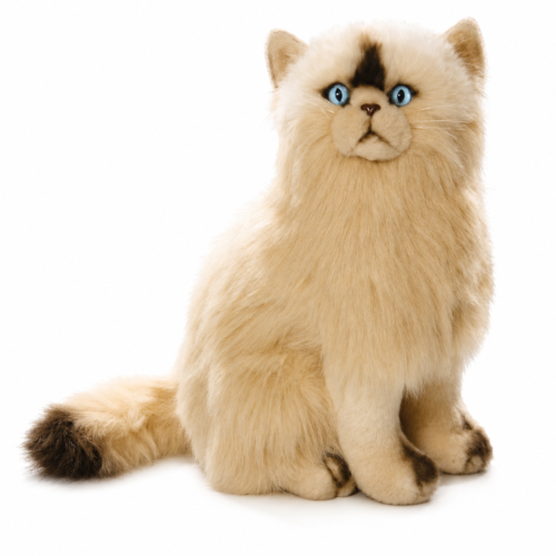 BIColini Katten