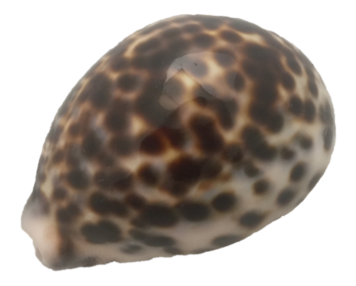 Kowok Schelp / 5 stuks