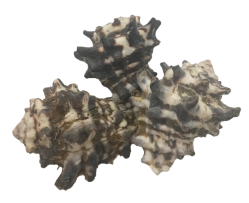 Mengkudu Schelp / 5 stuks