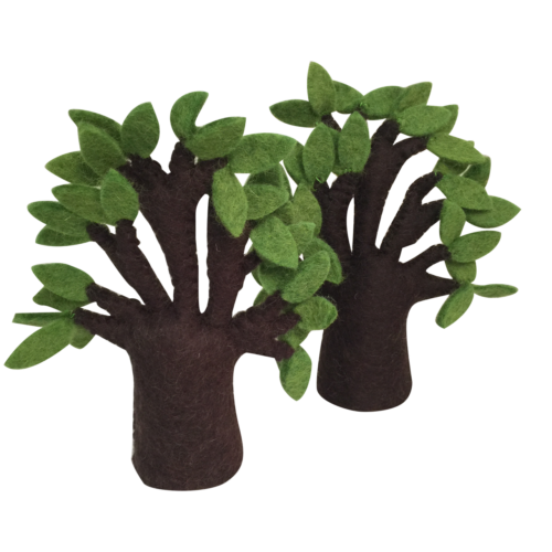 Baobab Boom/2