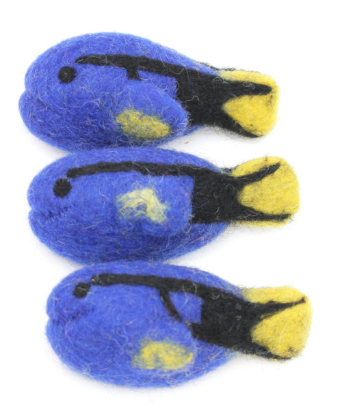 Blauwe doktersvis / 3 stuks