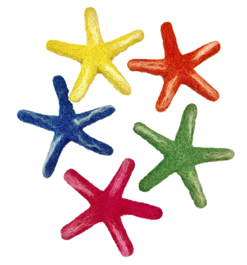 Zeester Laevigata / 5 stuks