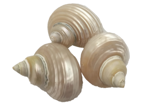 Telempu Schelp / 5 stuks