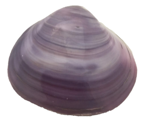 Tok Schelp / 5 stuks